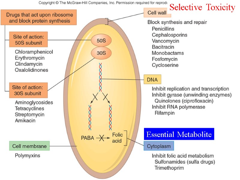 Essential Metabolite Selective Toxicity